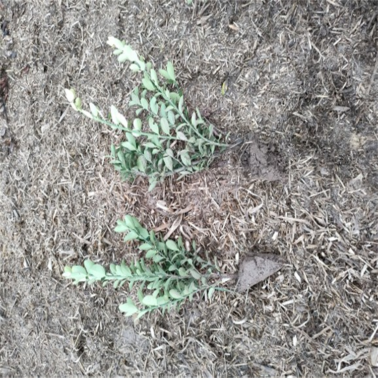 大叶黄杨 各种规格