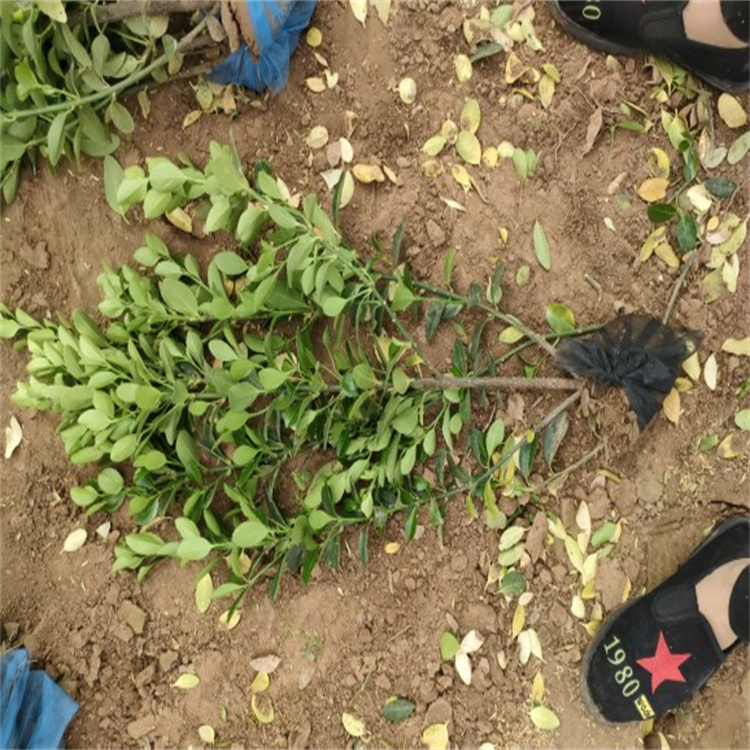 大叶黄杨 成活率高