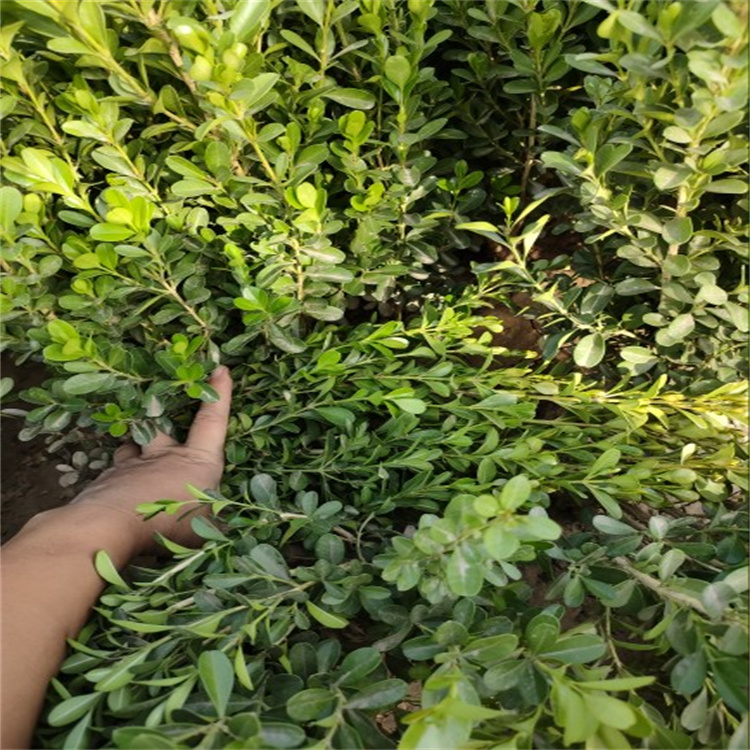 朝鲜黄杨 成活率高