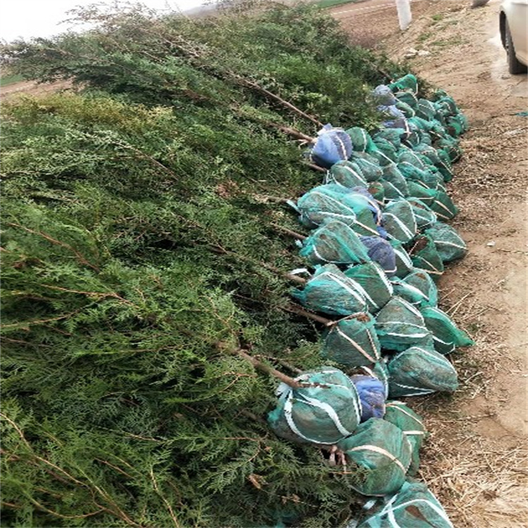 侧柏 园林栽种观赏