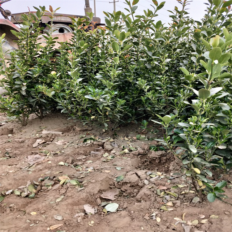 大叶黄杨 基地直销