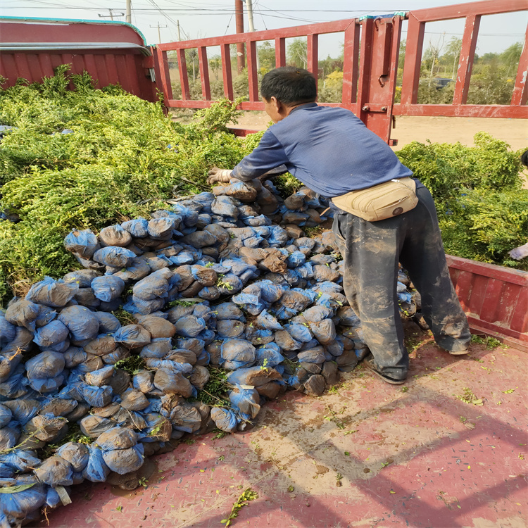 朝鲜黄杨 苗木批发