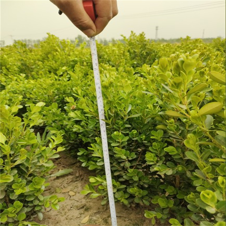 朝鲜黄杨 基地直销