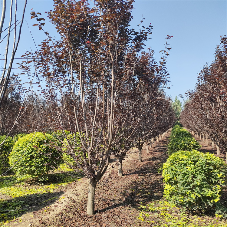 紫叶李专业种植