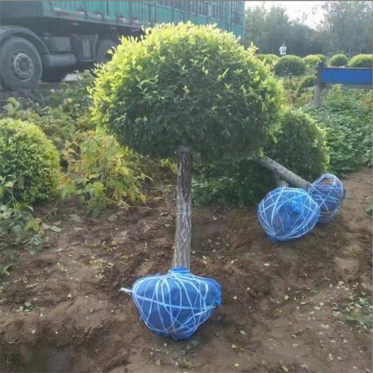 金叶榆球园林栽种观赏