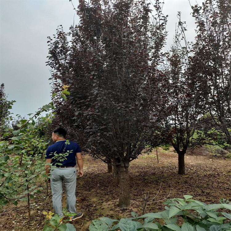 紫叶李基地直销