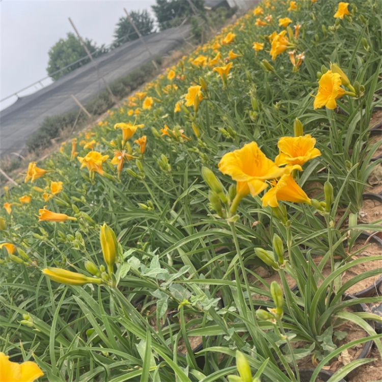 金娃娃萱草各种规格