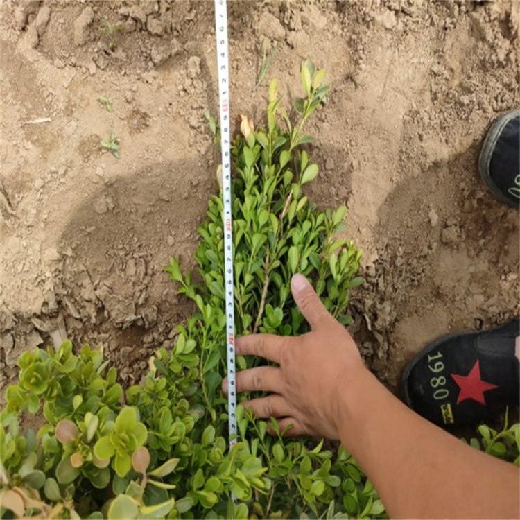 小叶黄杨园林栽种观赏