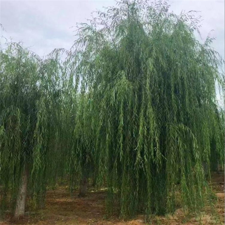 垂柳园林栽种观赏