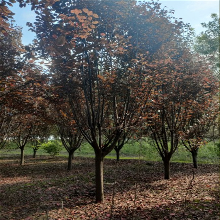 紫叶李园林栽种观赏