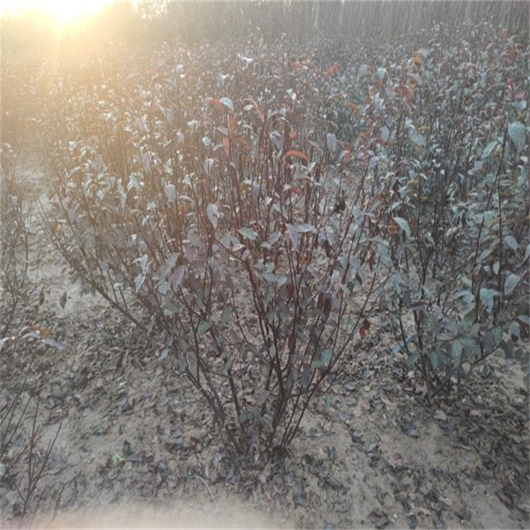 紫叶矮樱市政绿化