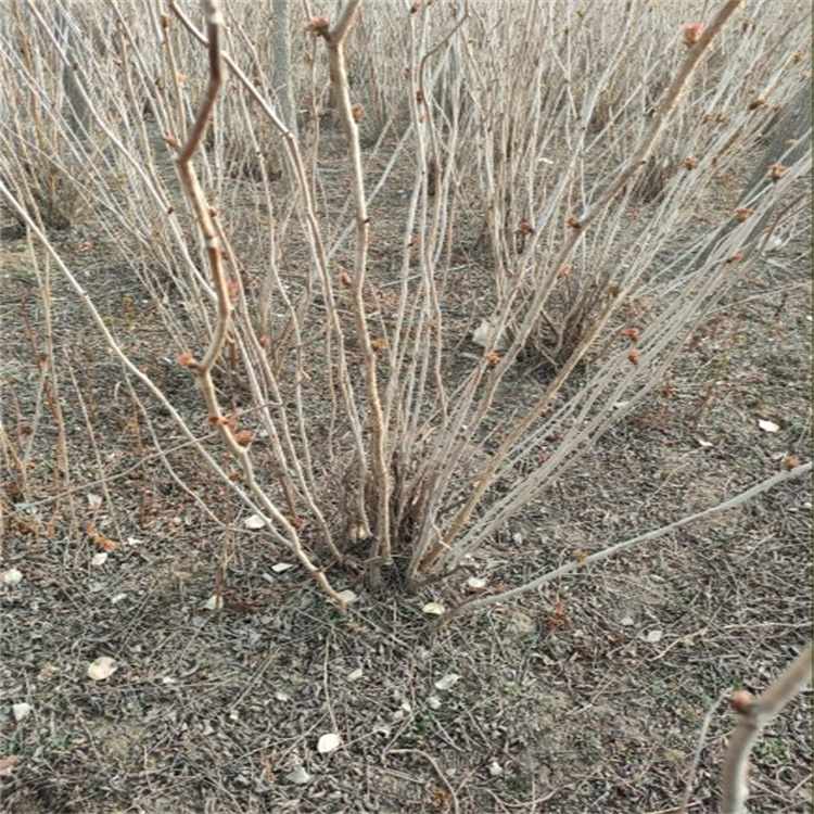 珍珠梅市政绿化