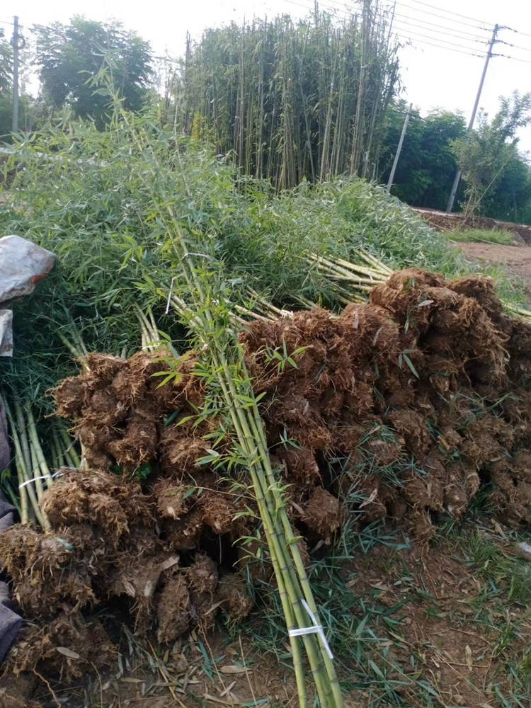刚竹 精品苗木 园林绿化工程 易成型