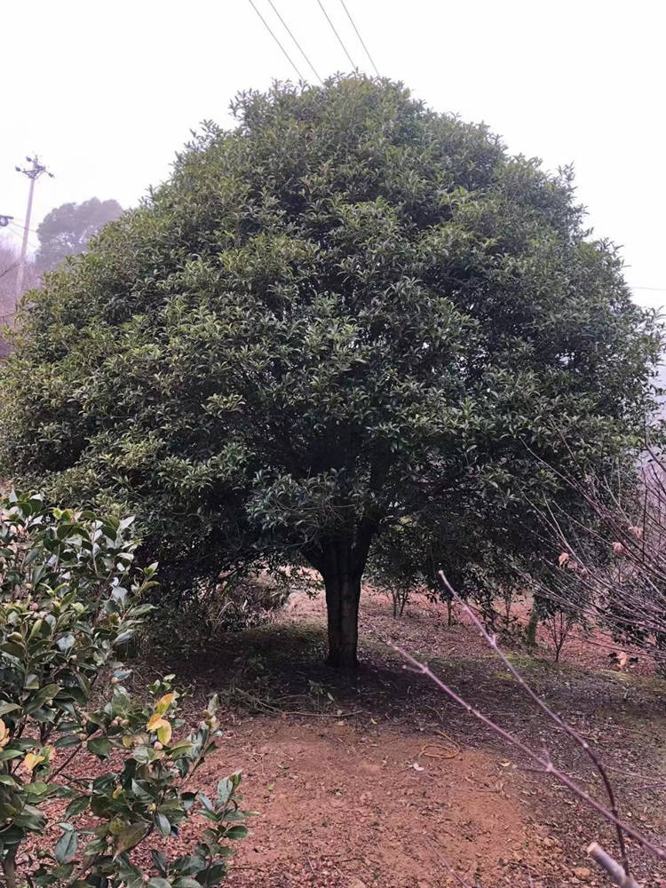 桂花 工程绿化苗木 健壮绿篱绿化苗木