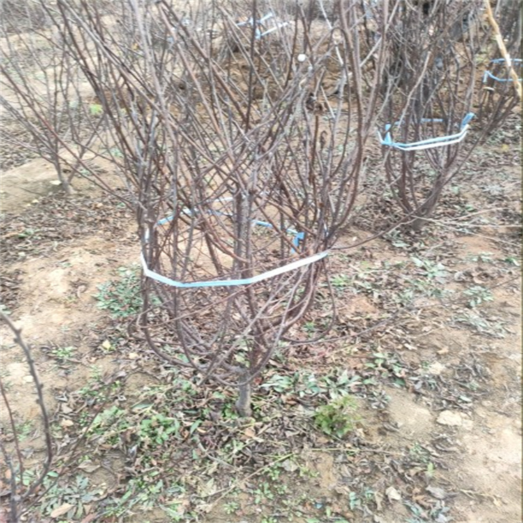 榆叶梅园林栽种观赏