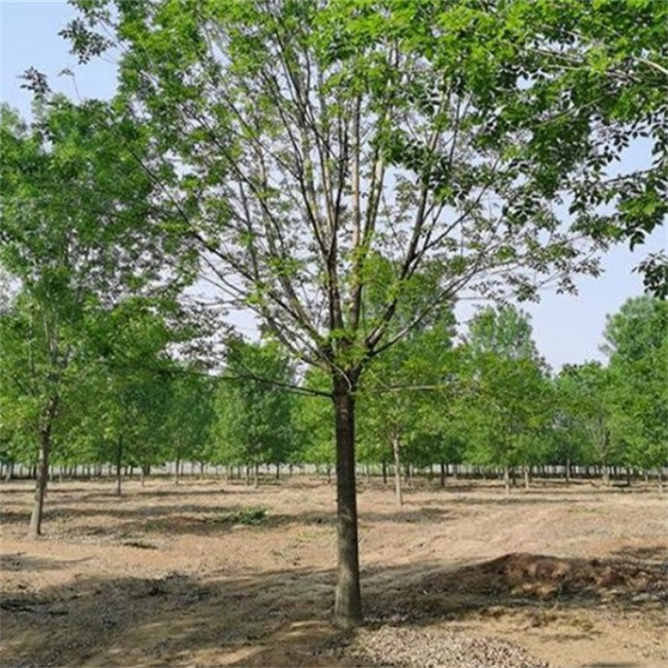 白蜡园林栽种观赏