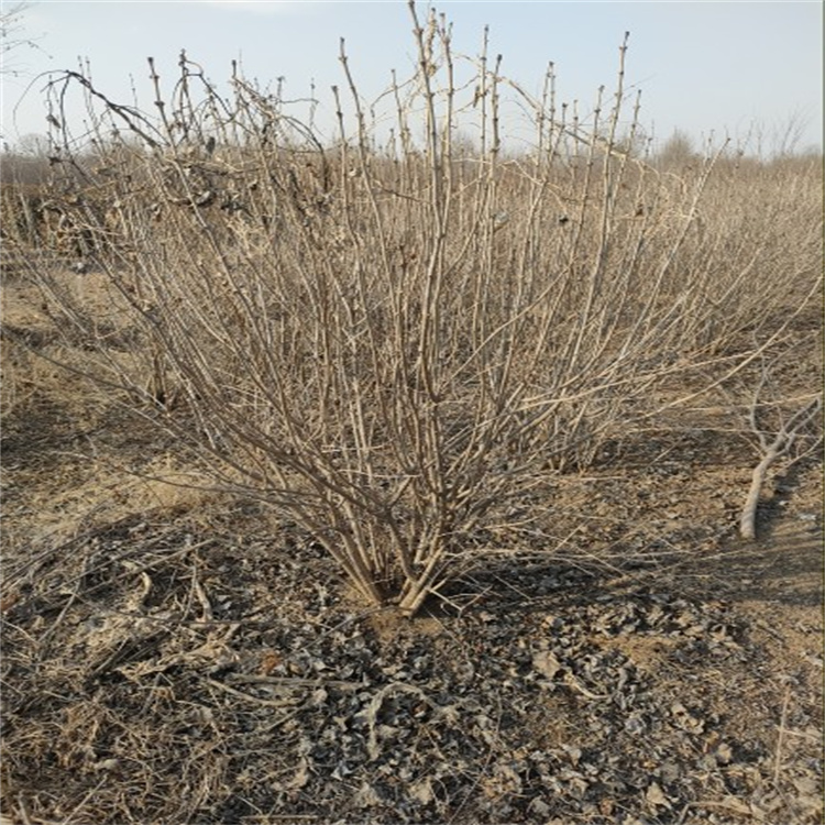 紫丁香各种规格