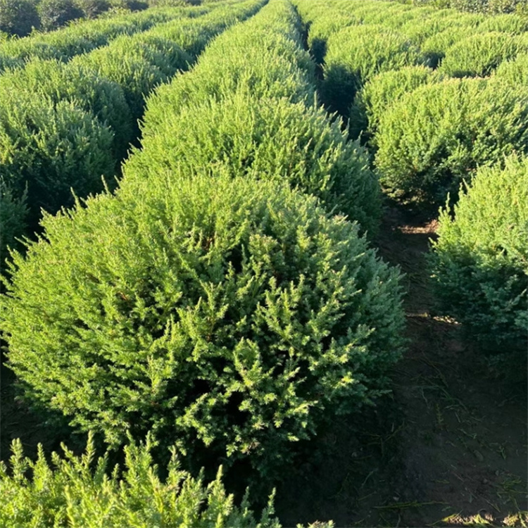 金叶榆球苗木批发