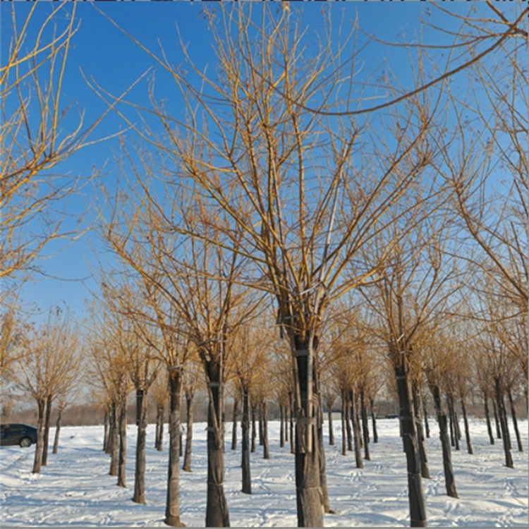 金枝国槐园林栽种观赏