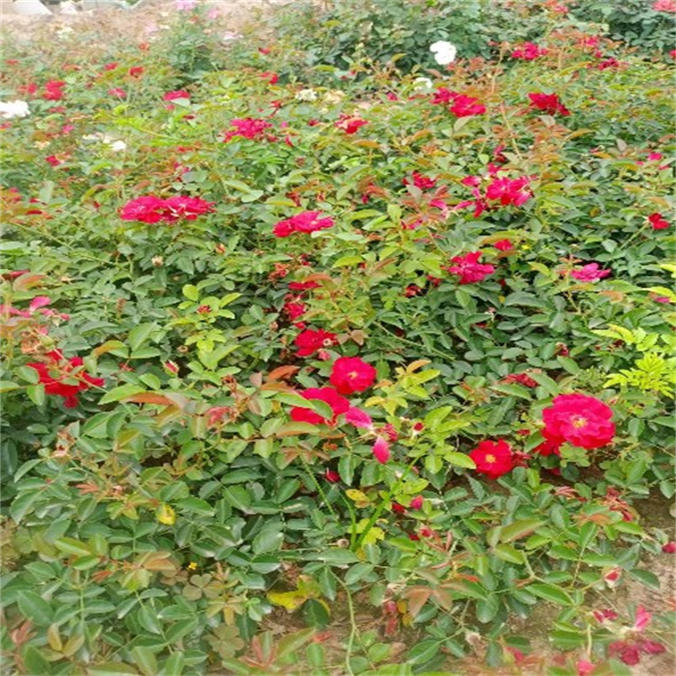 月季专业种植
