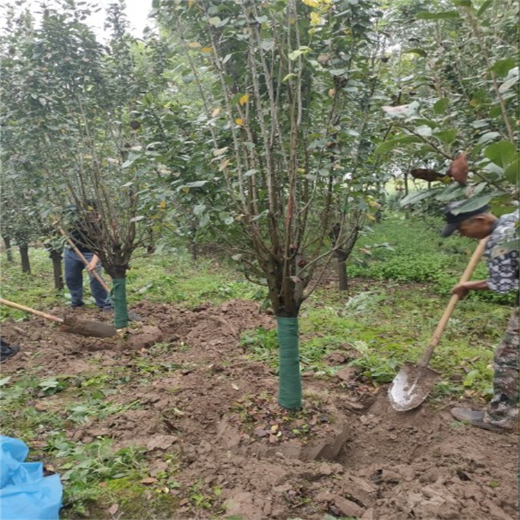 西府海棠园林栽种观赏