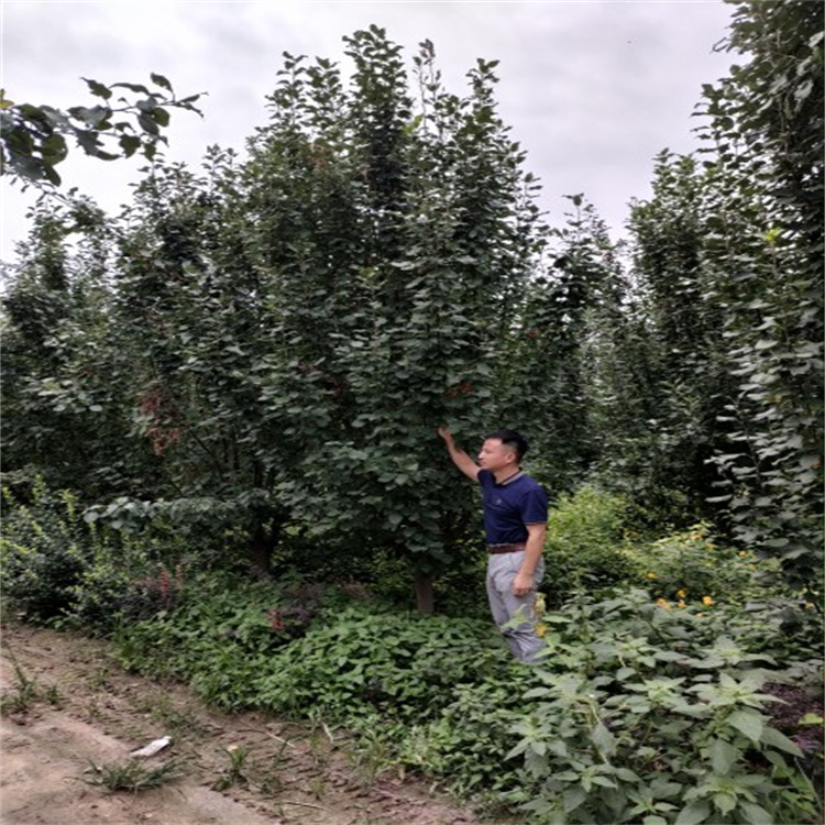 西府海棠苗木基地