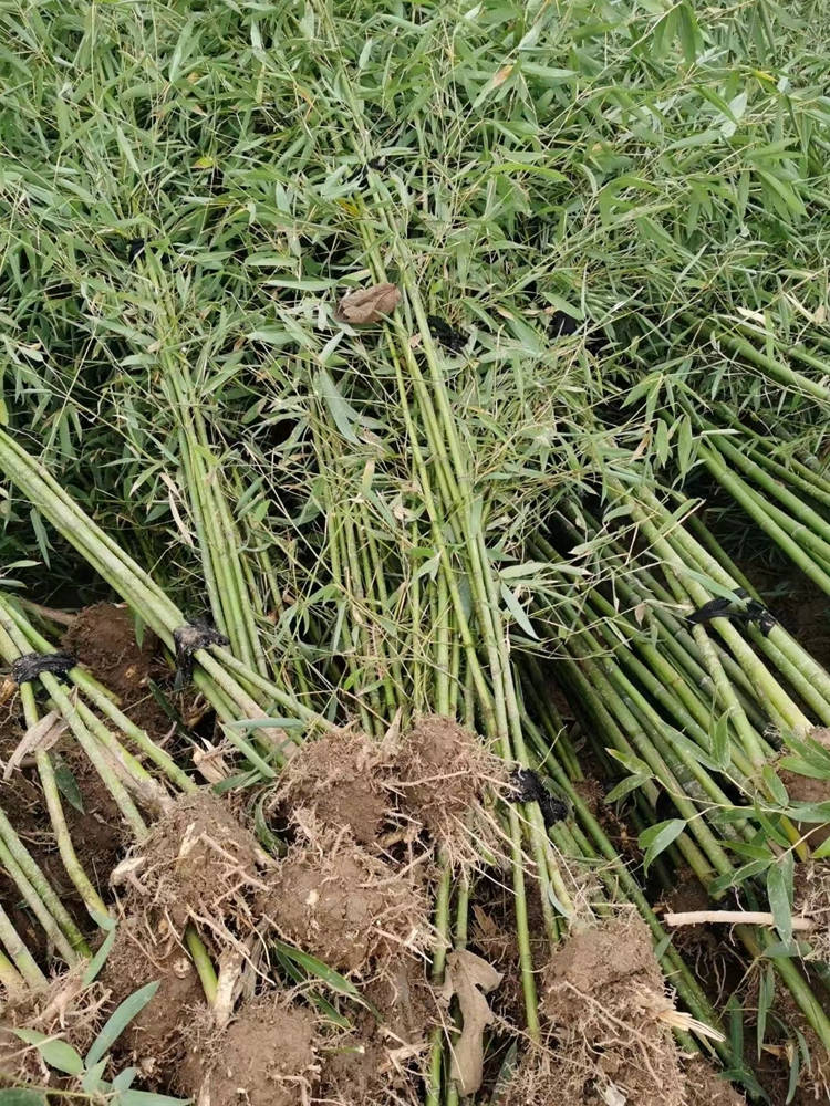 刚竹 灌丛绿篱栽植 景区道路绿化工程苗