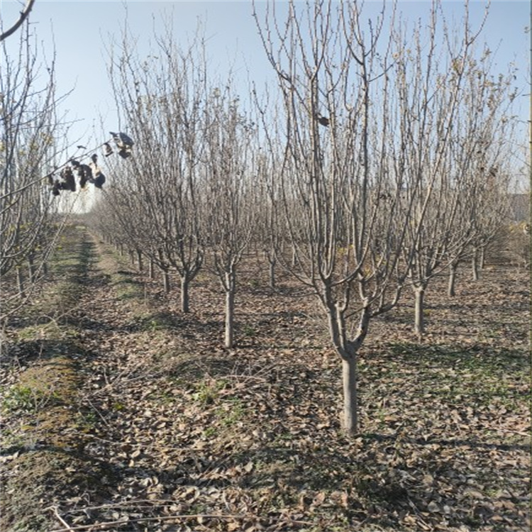 西府海棠各种规格