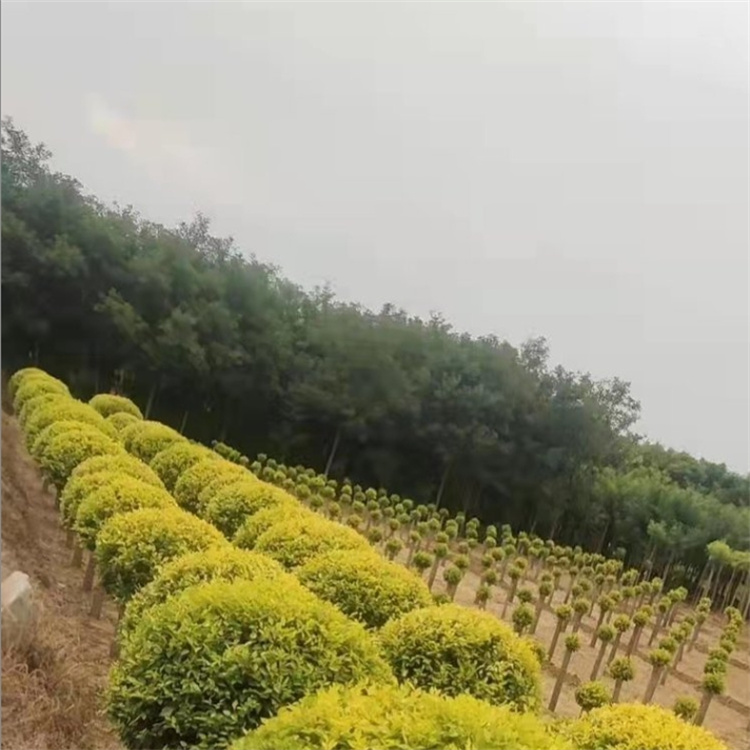 金叶榆球各种规格