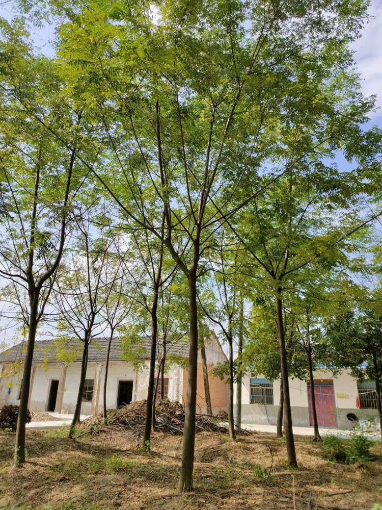 苦楝 工程绿化苗木 健壮绿篱绿化苗木