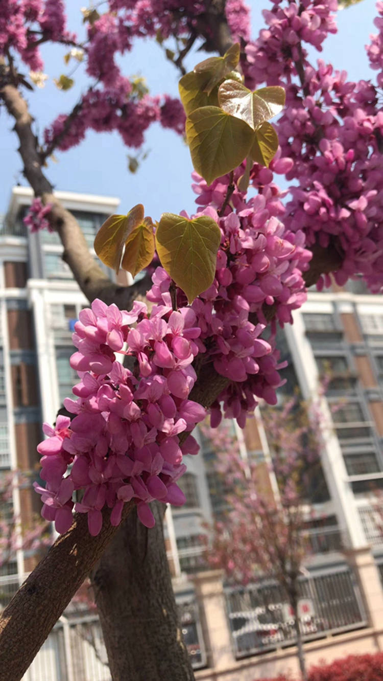 巨紫荆 绿化苗木批发 基地直售