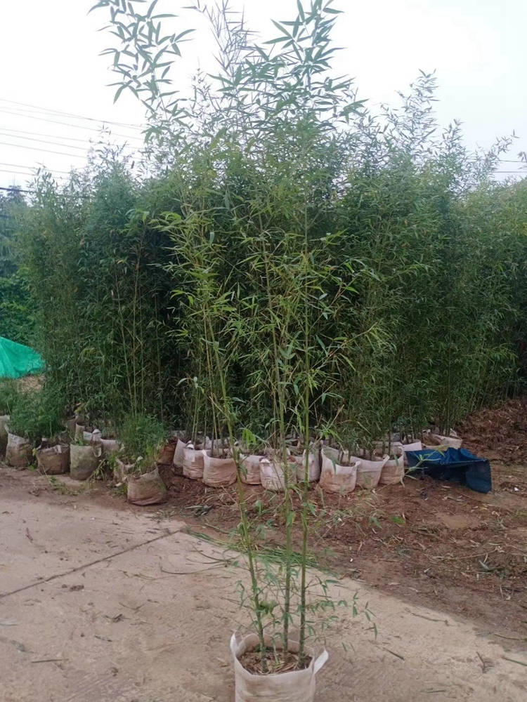 罗汉竹 基地直售 各种规格 美宗园林