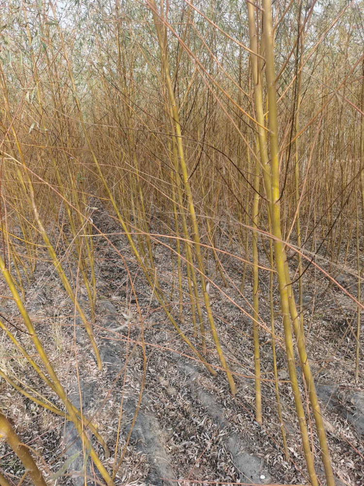 金丝垂柳 精品苗木 园林绿化工程 易成型