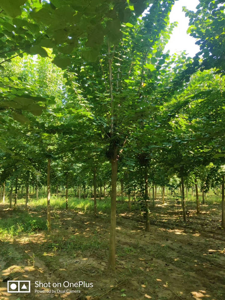 巨紫荆 基地直售 各种规格 美宗园林