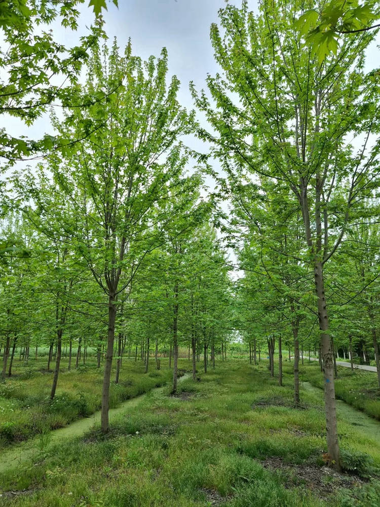 美国红枫 工程绿化苗木 健壮绿篱绿化苗木