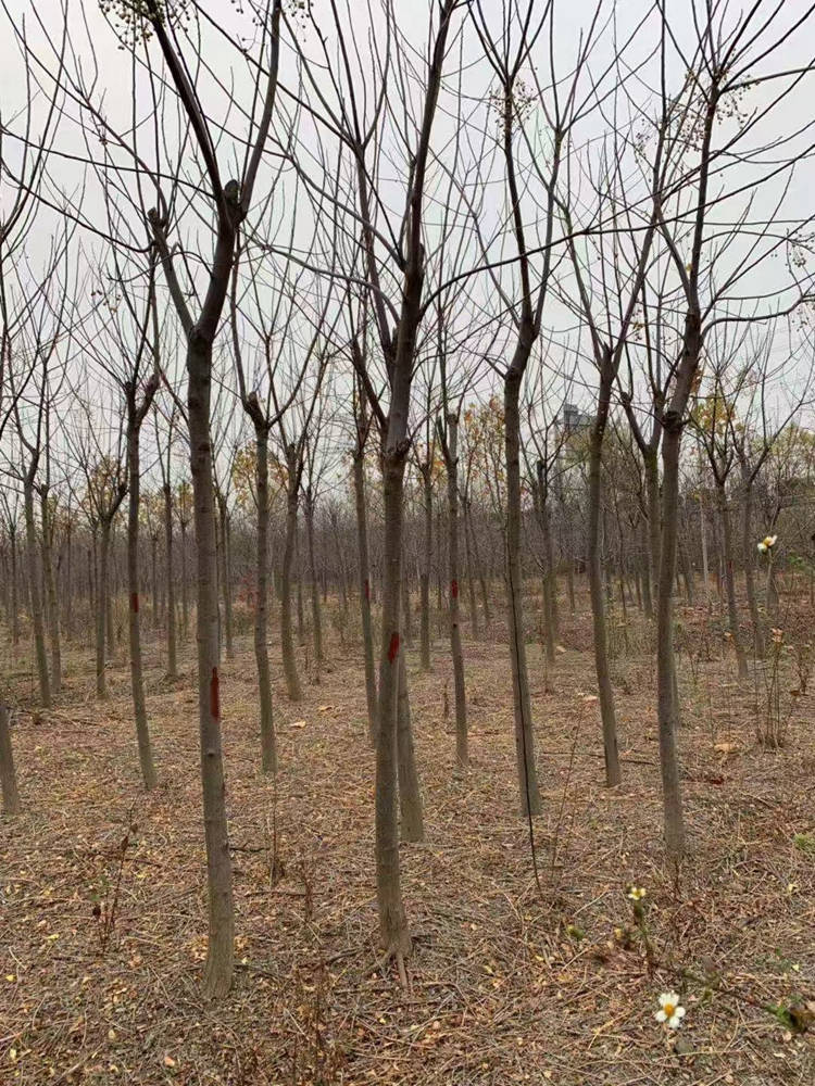 苦楝 基地直售 各种规格 美宗园林