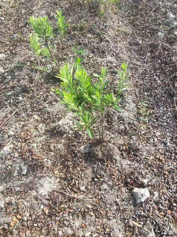 毛鹃 绿化苗木批发 基地直售