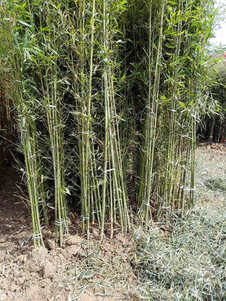 罗汉竹 园林绿化工程 修剪造型 美宗园林