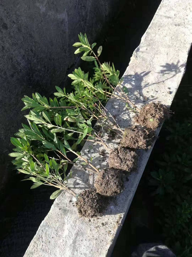 毛鹃 园林绿化工程 修剪造型 美宗园林