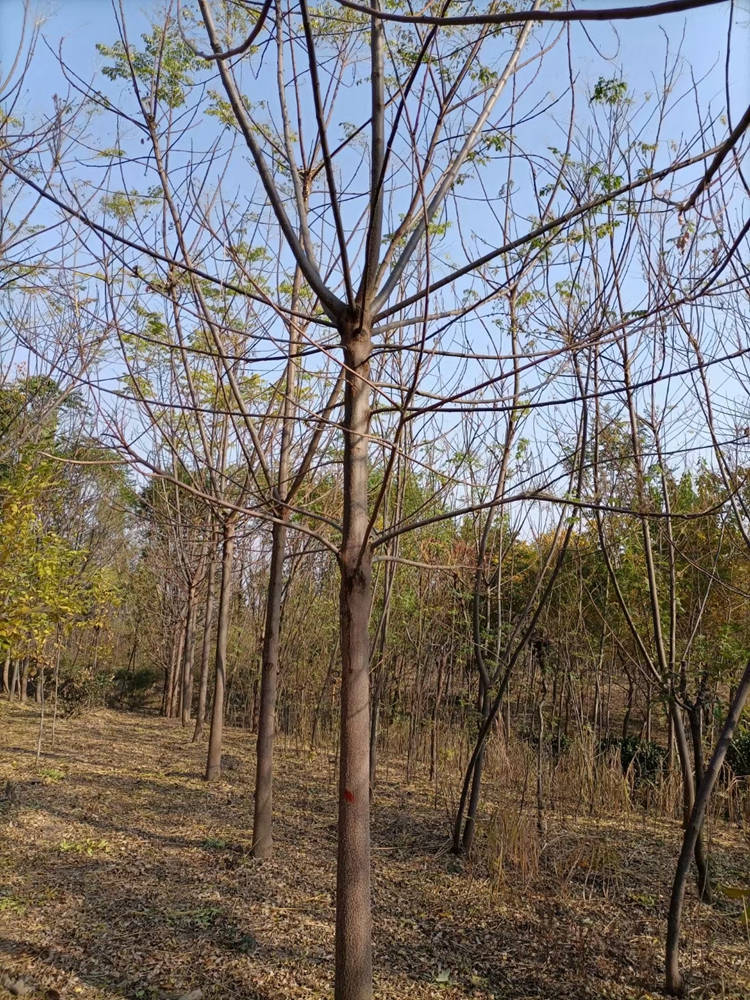 苦楝 园林绿化工程 修剪造型 美宗园林