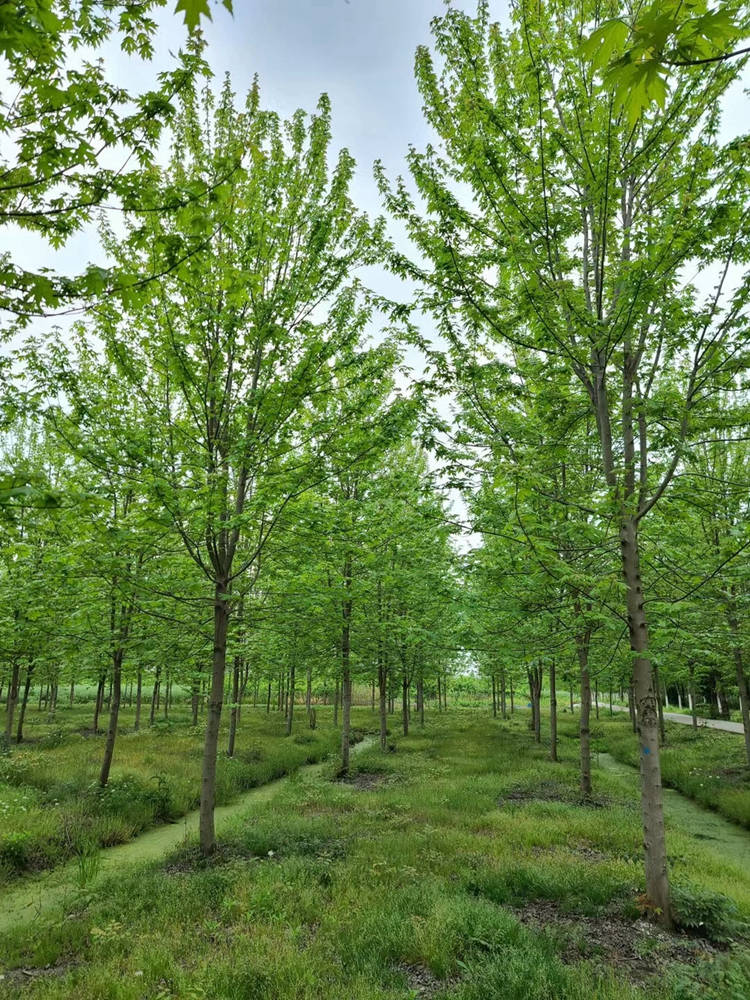 美国红枫 绿化苗木批发 基地直售