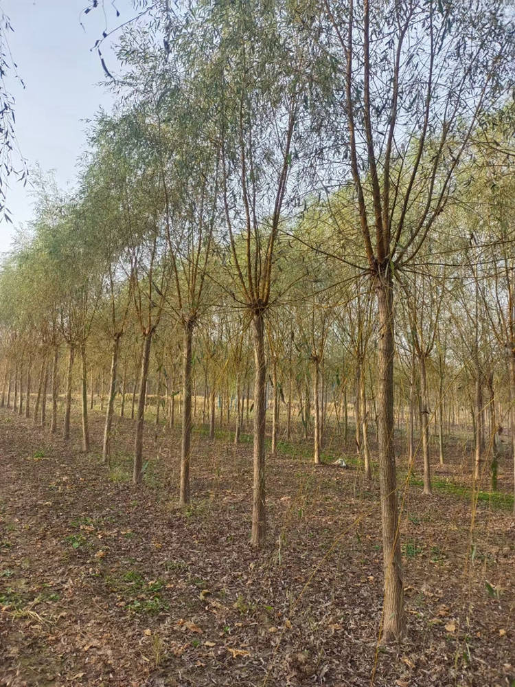 金丝垂柳 源头基地现挖出售规格齐全