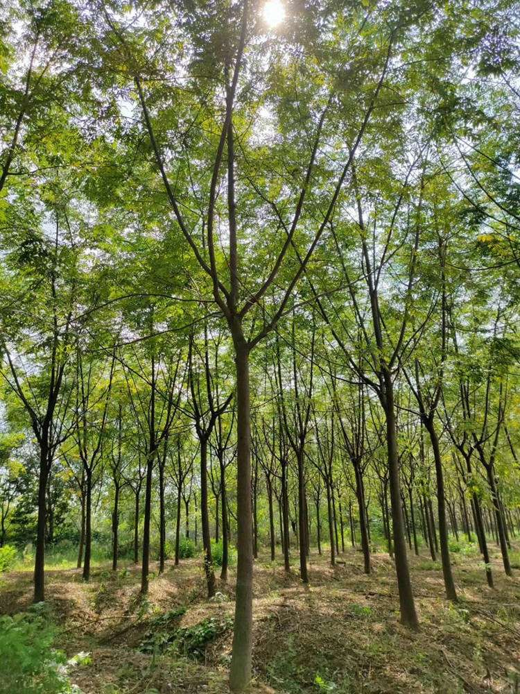 苦楝 基地直售 带土球发货 美宗园林耐修剪