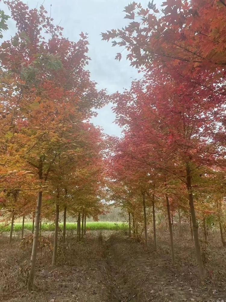 美国红枫 基地直售 各种规格 美宗园林