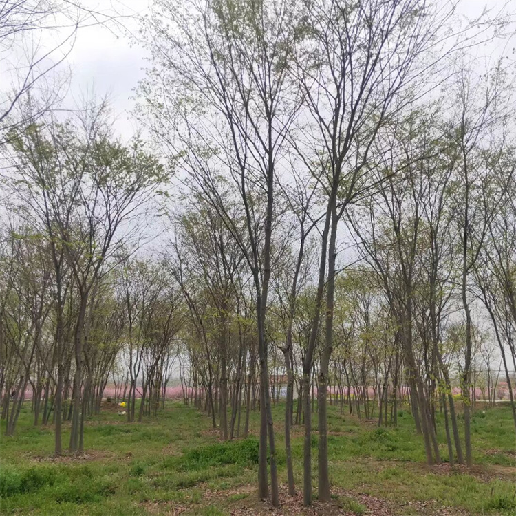 冠幅350公分丛生榉树基地