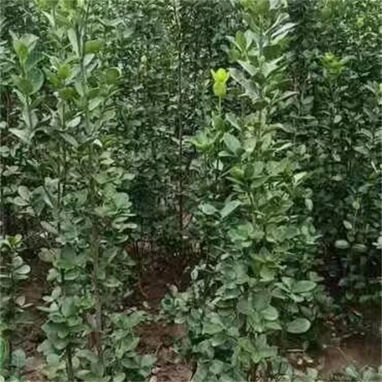 高度200-220公分北海道黄杨价格