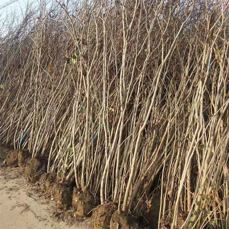 冠幅250、300公分紫荆价格