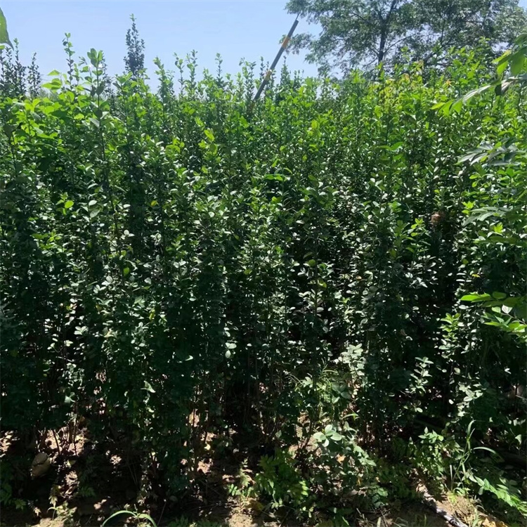 高度250-260公分北海道黄杨基地