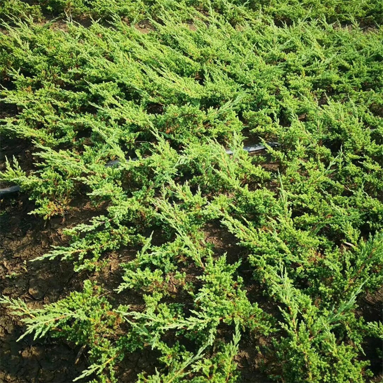 高度40-50公分精品地柏苗