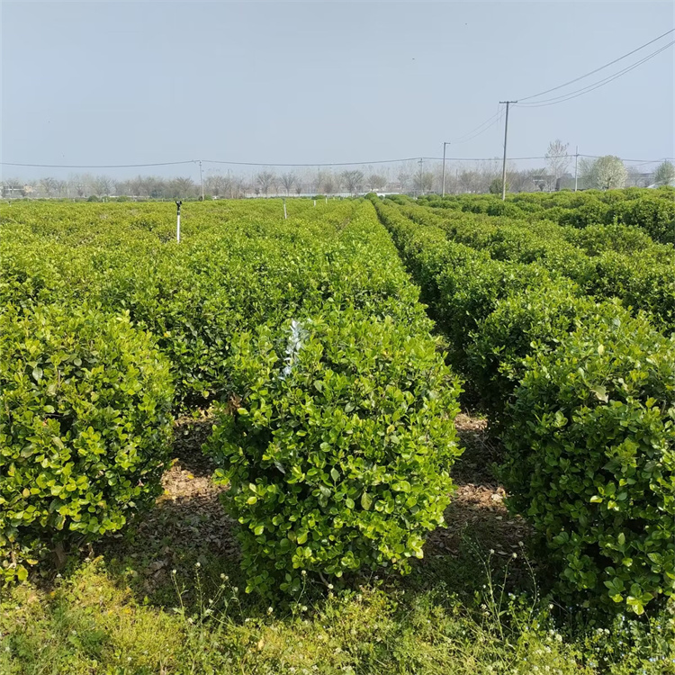 冠幅200公分 胶东卫矛球基地